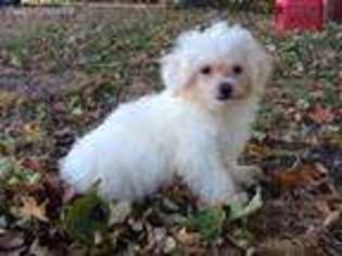 Maltese Puppy for sale in Kenney, IL, USA