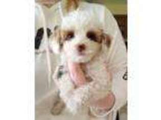 Mutt Puppy for sale in Tioga, PA, USA