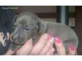 Italian Greyhound Puppy for sale in Molalla, OR, USA