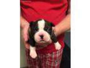 Boston Terrier Puppy for sale in Cave City, AR, USA