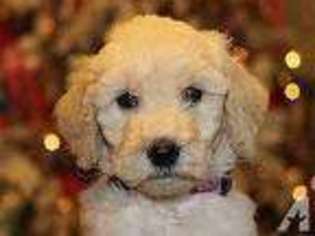 Goldendoodle Puppy for sale in UNION GROVE, AL, USA