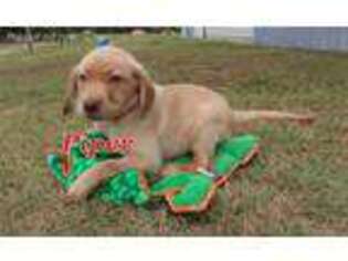 Labrador Retriever Puppy for sale in Cobbtown, GA, USA