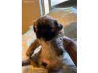 Mutt Puppy for sale in Burbank, WA, USA