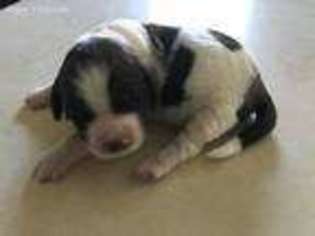 Mutt Puppy for sale in Bryan, OH, USA