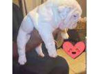 Bulldog Puppy for sale in Little Rock, AR, USA