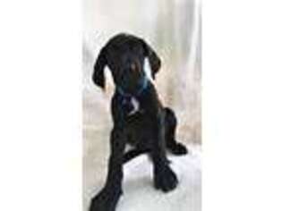 Great Dane Puppy for sale in Thorn Hill, TN, USA