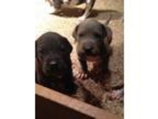 Great Dane Puppy for sale in Aline, OK, USA
