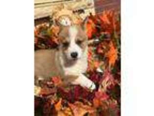 Pembroke Welsh Corgi Puppy for sale in Great Bend, KS, USA