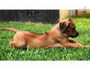 Rhodesian Ridgeback Puppy for sale in San Antonio, TX, USA