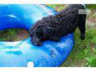 Portuguese Water Dog Puppy for sale in Wilkes Barre, PA, USA