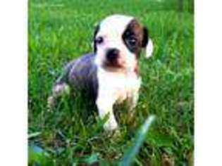 Boston Terrier Puppy for sale in Hartville, MO, USA