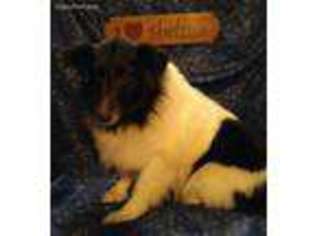 Shetland Sheepdog Puppy for sale in Big Rapids, MI, USA