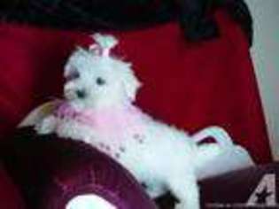Maltese Puppy for sale in GADSDEN, AL, USA