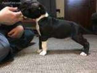 American Staffordshire Terrier Puppy for sale in Shannon, IL, USA