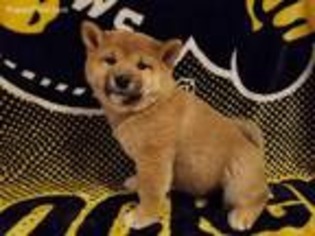 Shiba Inu Puppy for sale in Haysville, KS, USA