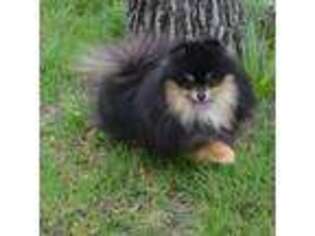 Pomeranian Puppy for sale in Georgetown, TX, USA
