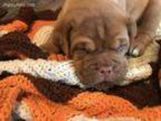 American Bull Dogue De Bordeaux Puppy for sale in Youngstown, OH, USA