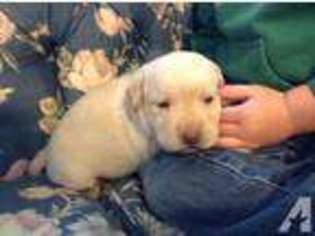 Labrador Retriever Puppy for sale in LELAND, IL, USA