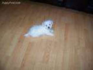 Maltese Puppy for sale in Campbellsville, KY, USA