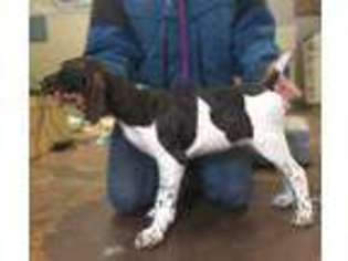 German Shorthaired Pointer Puppy for sale in Park Rapids, MN, USA