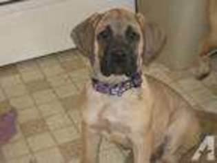Mastiff Puppy for sale in NATRONA HEIGHTS, PA, USA