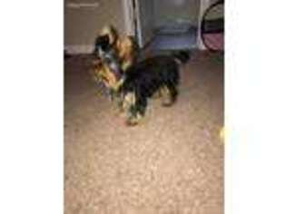 Yorkshire Terrier Puppy for sale in Hampton, GA, USA