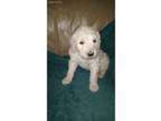 Labradoodle Puppy for sale in Bucyrus, OH, USA
