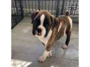 Boxer Puppy for sale in Parker, CO, USA
