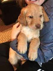 Labradoodle Puppy for sale in Strasburg, PA, USA