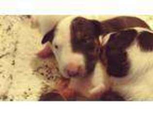 Bull Terrier Puppy for sale in Tarpon Springs, FL, USA