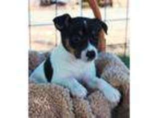 Rat Terrier Puppy for sale in Oroville, CA, USA
