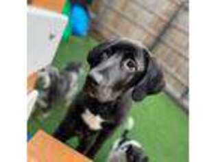Mastiff Puppy for sale in Durham, NC, USA