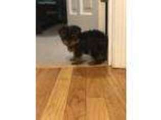 Yorkshire Terrier Puppy for sale in Plymouth, MA, USA