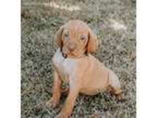 Vizsla Puppy for sale in Fitzgerald, GA, USA