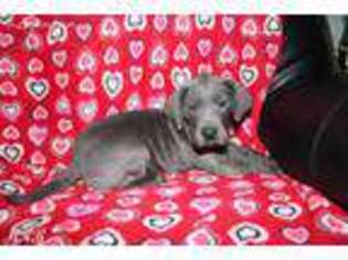 Great Dane Puppy for sale in Mendota, IL, USA