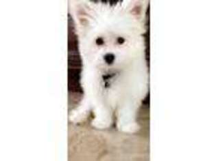 Maltese Puppy for sale in Troy, MI, USA