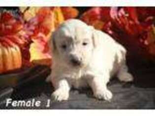 Goldendoodle Puppy for sale in Shade, OH, USA