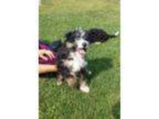 Mutt Puppy for sale in Marengo, IA, USA