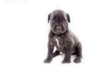 Cane Corso Puppy for sale in Stevens, PA, USA