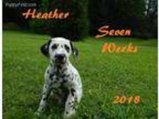 Dalmatian Puppy for sale in Beavertown, PA, USA