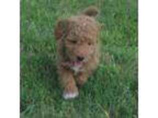 Goldendoodle Puppy for sale in League City, TX, USA