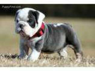 Bulldog Puppy for sale in Ackerman, MS, USA