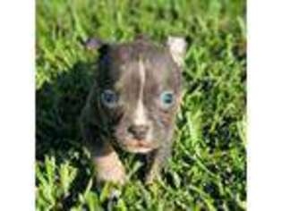 Mutt Puppy for sale in Clarksville, TX, USA