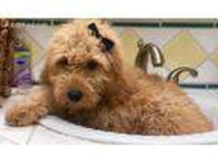Goldendoodle Puppy for sale in Rancho Palos Verdes, CA, USA