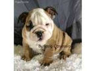 Bulldog Puppy for sale in Sibley, IA, USA