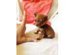 Chihuahua Puppy for sale in ROSEVILLE, CA, USA