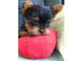 Yorkshire Terrier Puppy for sale in Etowah, TN, USA