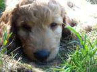 Goldendoodle Puppy for sale in Myrtle Point, OR, USA