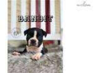 Boston Terrier Puppy for sale in Hattiesburg, MS, USA