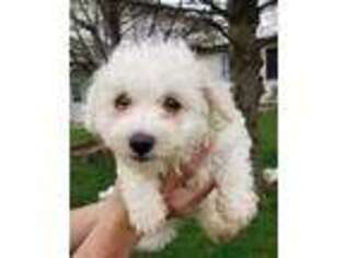 Bichon Frise Puppy for sale in Bloomingdale, MI, USA